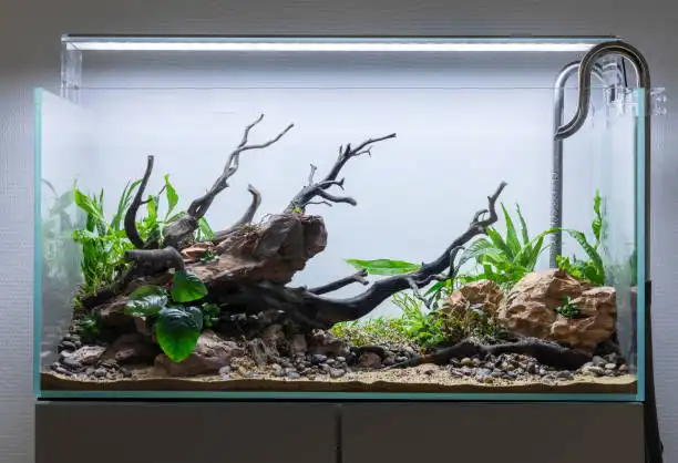Driftwood Sanctuary